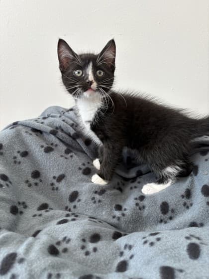 Kylo - Domestic Shorthair Mix available for adoption