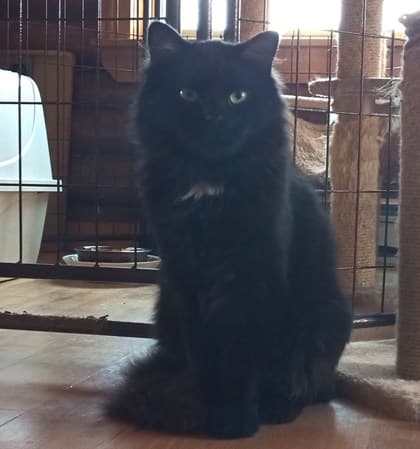Jet - Domestic Longhair Mix available for adoption