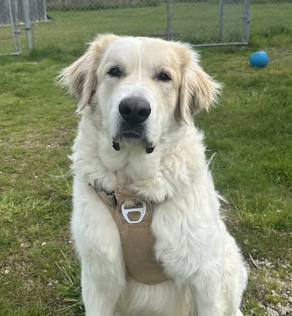Snow - Great Pyrenees Mix available for adoption in Nova Scotia