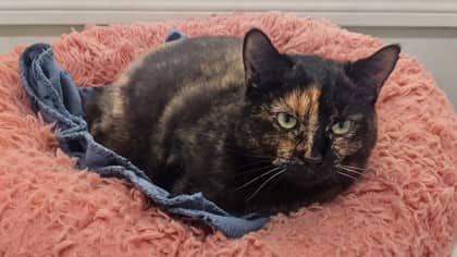 Findik - Domestic Shorthair Mix available for adoption