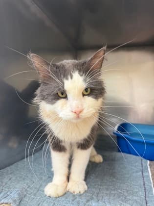 Luc - Domestic Medium Hair Mix cat available for adoption at Nova Scotia SPCA in Halifax