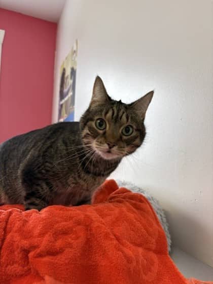 Baldwin - Domestic Shorthair Mix cat available for adoption at Nova Scotia SPCA in Halifax