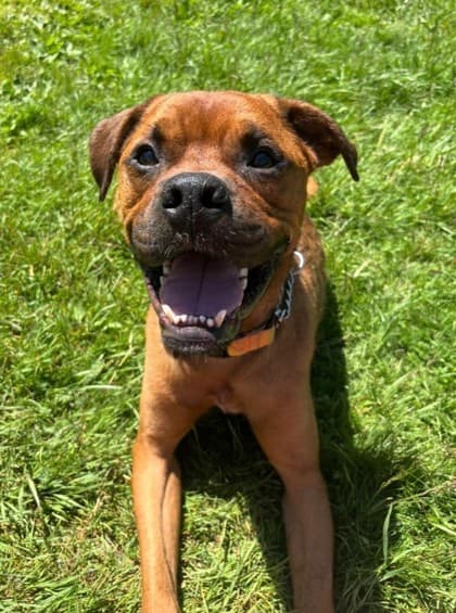 Chase - Boxer Mix available for adoption