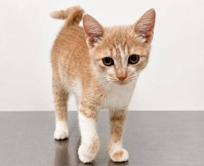 Clementine - Domestic Shorthair Mix available for adoption