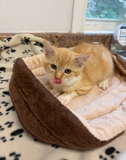 Vesper - Domestic Shorthair Mix cat available for adoption at Nova Scotia SPCA in Halifax