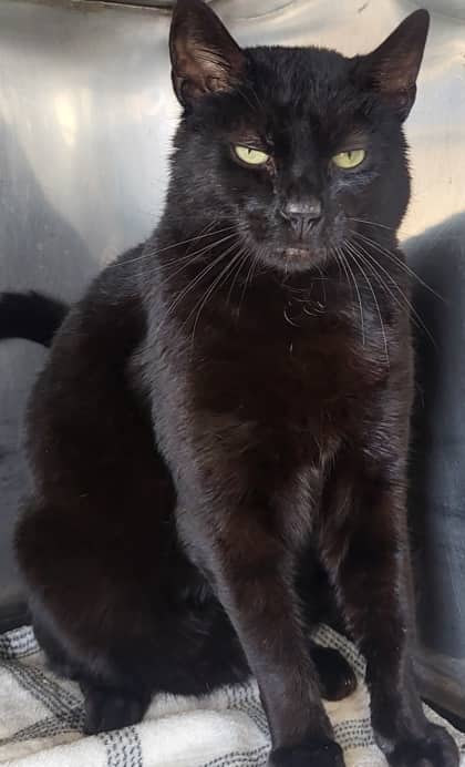 Maverick - Domestic Shorthair Mix available for adoption