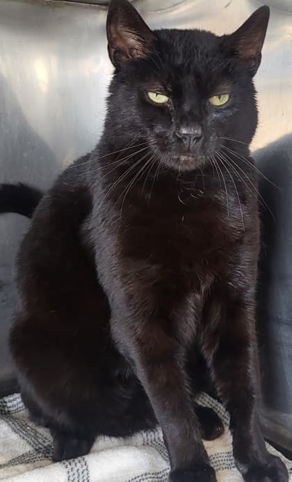 Maverick - Domestic Shorthair Mix available for adoption