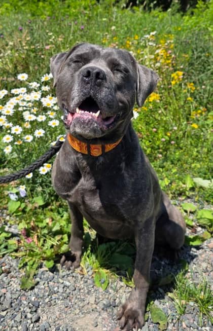 Stacy - Cane Corso Mix available for adoption