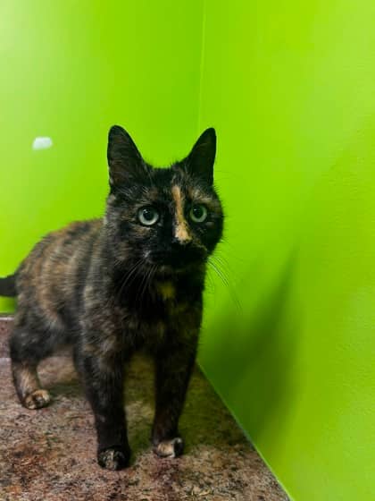 Mickey - Domestic Shorthair Mix cat available for adoption at Nova Scotia SPCA in Halifax