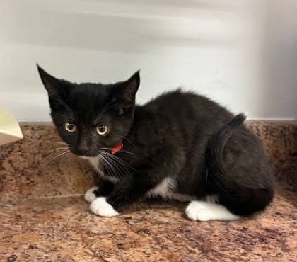 Piglet - Domestic Shorthair Mix cat available for adoption at Nova Scotia SPCA in Halifax