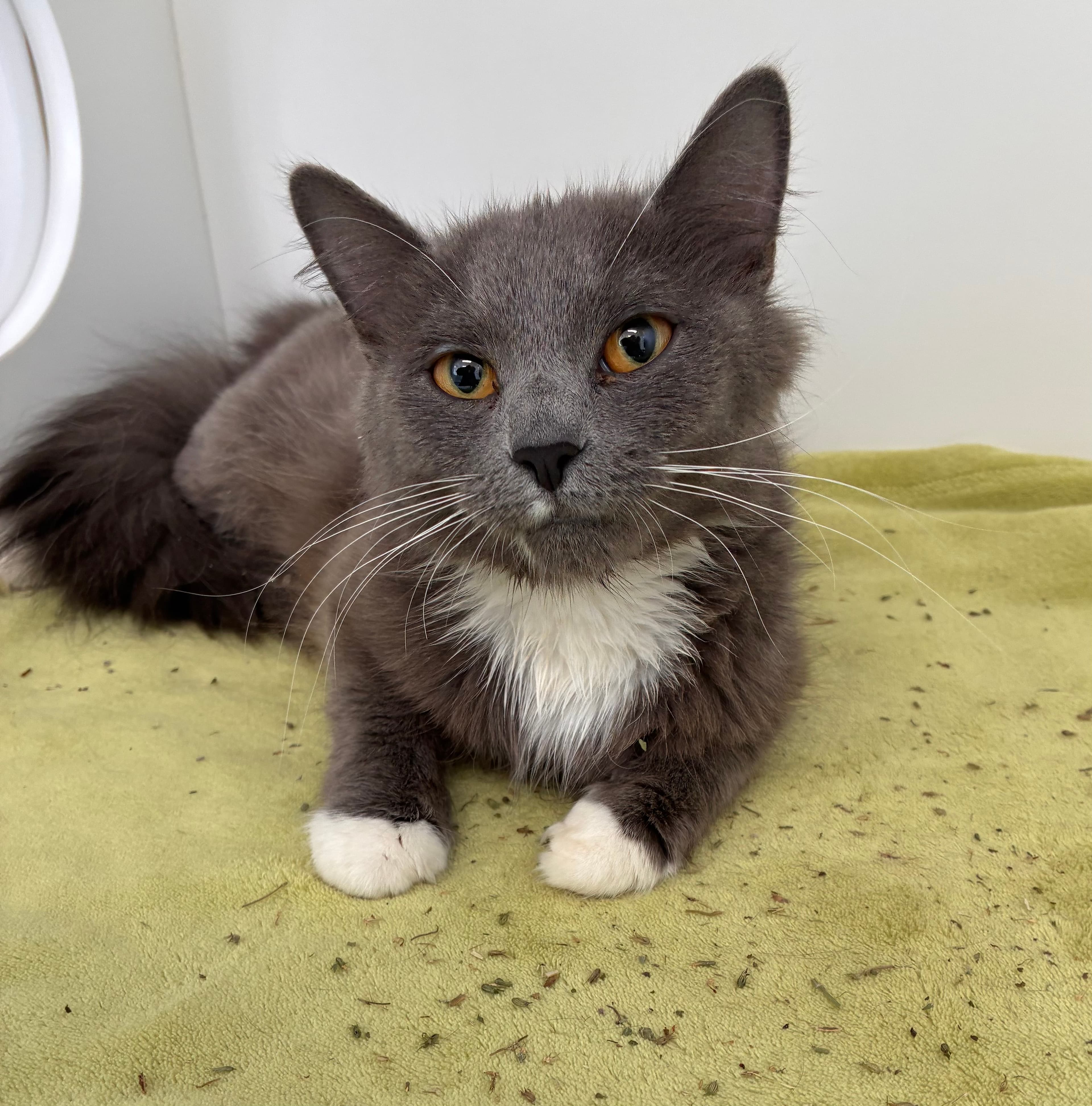 Stormy - Domestic Medium Hair Mix cat available for adoption in Calgary