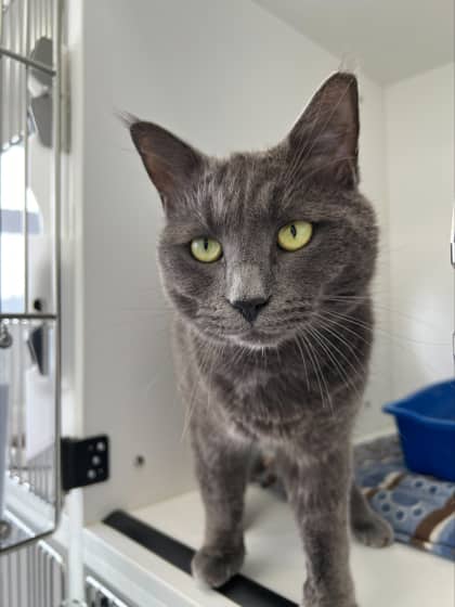 Blooregard Q Kazoo - Domestic Shorthair Mix cat available for adoption at Nova Scotia SPCA in Halifax