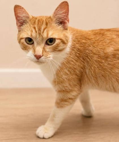 Cutie - Domestic Shorthair Mix cat available for adoption at Nova Scotia SPCA in Halifax