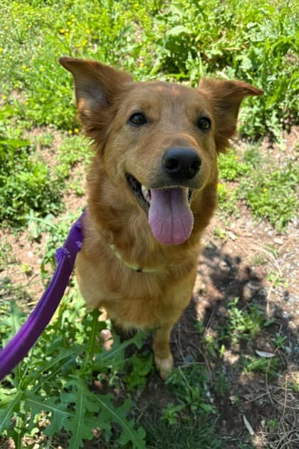 Bailey - Retriever, Nova Scotia Duck Tolling / Siberian Husky available for adoption in Calgary