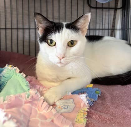 Sequoia - Domestic Shorthair Mix cat available for adoption at Nova Scotia SPCA in Halifax