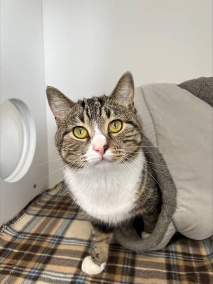 Adam - Domestic Shorthair Mix cat available for adoption at Nova Scotia SPCA in Halifax