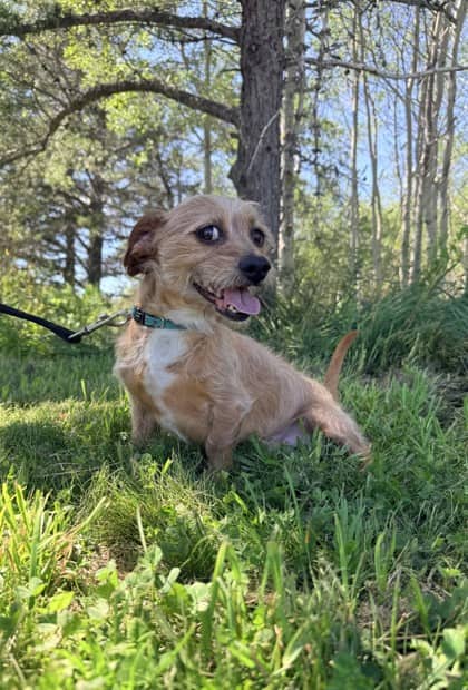 Darrell - Terrier Mix available for adoption