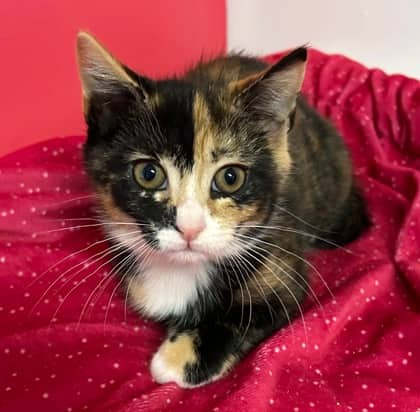 Onyx - Domestic Medium Hair Mix cat available for adoption at Nova Scotia SPCA in Halifax