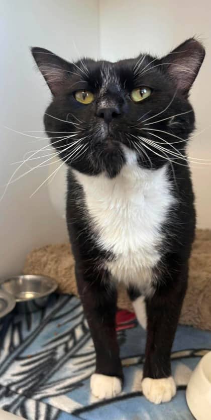 Dixon - Domestic Shorthair Mix cat available for adoption at Nova Scotia SPCA in Halifax
