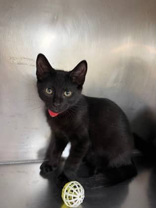 Lotso - Domestic Shorthair Mix available for adoption
