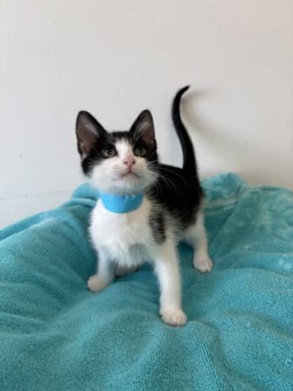 Vaporeon - Domestic Shorthair Mix available for adoption