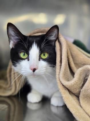 Freya - Domestic Shorthair Mix cat available for adoption at Nova Scotia SPCA in Halifax