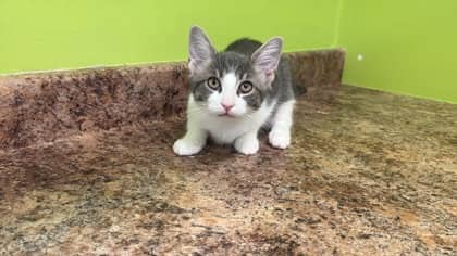 Jeetle - Domestic Shorthair Mix cat available for adoption at Nova Scotia SPCA in Halifax