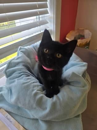 Morticia - Domestic Shorthair Mix available for adoption