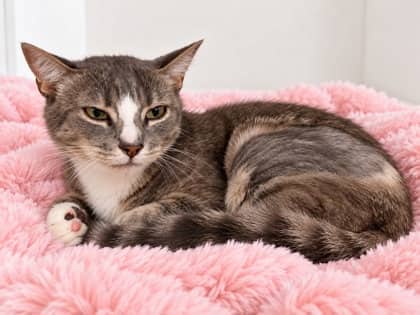Jebus - Domestic Shorthair Mix cat available for adoption at Nova Scotia SPCA in Halifax