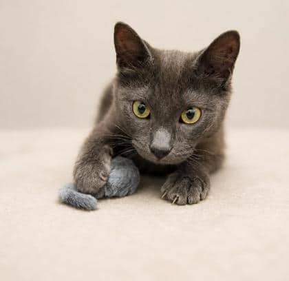 Timothy - Domestic Shorthair Mix cat available for adoption at Nova Scotia SPCA in Halifax