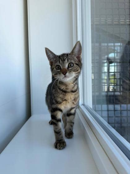 Popcorn - Domestic Shorthair Mix cat available for adoption in Nova Scotia