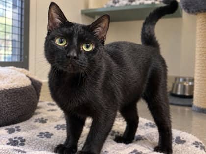 Glen - Domestic Shorthair Mix cat available for adoption at Nova Scotia SPCA in Halifax