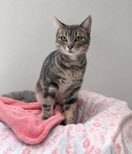 Lavender - Domestic Shorthair Mix cat available for adoption at Nova Scotia SPCA in Halifax