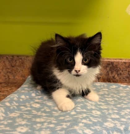 Cookie - Domestic Medium Hair Mix cat available for adoption at Nova Scotia SPCA in Halifax