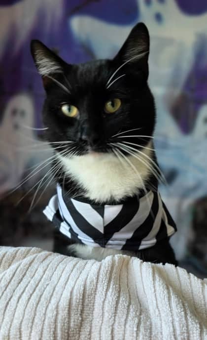 Sylvester - Domestic Shorthair Mix cat available for adoption at Nova Scotia SPCA in Halifax