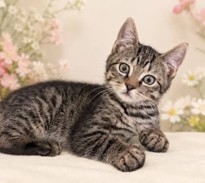 Meeny - Domestic Shorthair Mix cat available for adoption at Nova Scotia SPCA in Halifax
