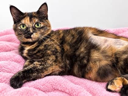 Winnie - Domestic Shorthair Mix cat available for adoption at Nova Scotia SPCA in Halifax