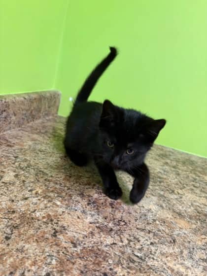 Toblerone - Domestic Shorthair Mix cat available for adoption at Nova Scotia SPCA in Halifax