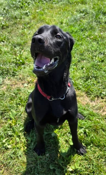 Cody - Retriever, Labrador Mix available for adoption