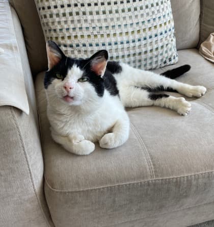 Gimmick - Domestic Shorthair Mix available for adoption