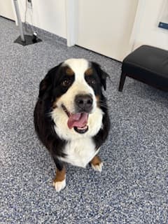 Max - Bernese Mountain Dog Mix available for adoption at Nova Scotia SPCA in Halifax
