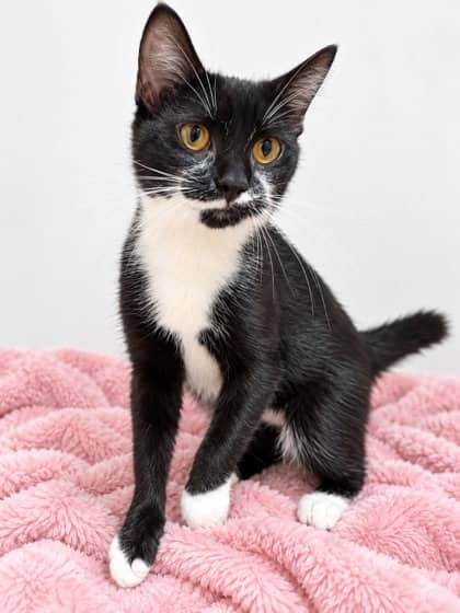 Mitten - Domestic Shorthair Mix cat available for adoption at Nova Scotia SPCA in Halifax