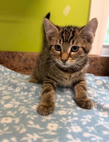 Linden - Domestic Shorthair Mix cat available for adoption at Nova Scotia SPCA in Halifax