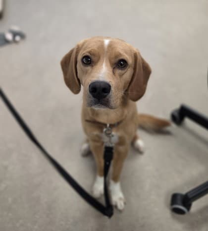 Bean - Beagle Mix available for adoption at Nova Scotia SPCA in Halifax