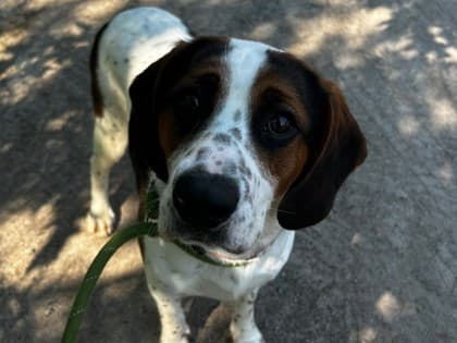Tyler - Beagle Mix available for adoption