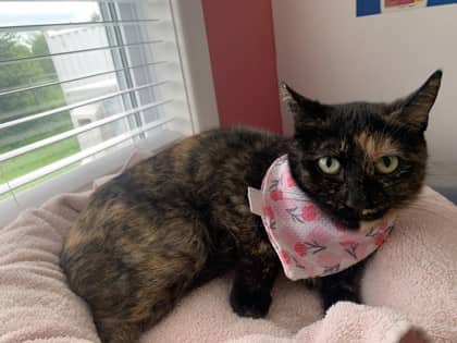 Wing - Domestic Shorthair Mix cat available for adoption at Nova Scotia SPCA in Halifax