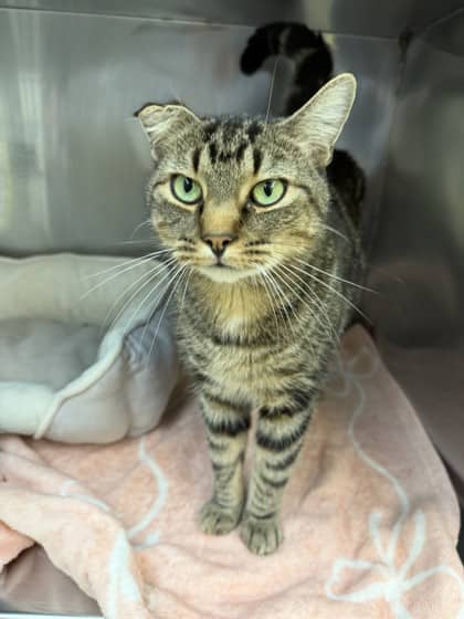 Clove - Domestic Shorthair Mix available for adoption