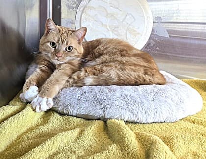 Sable - Domestic Shorthair Mix available for adoption