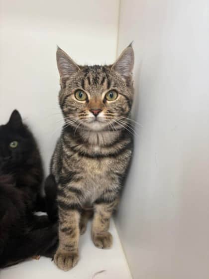 Nettle - Domestic Shorthair Mix cat available for adoption at Nova Scotia SPCA in Halifax