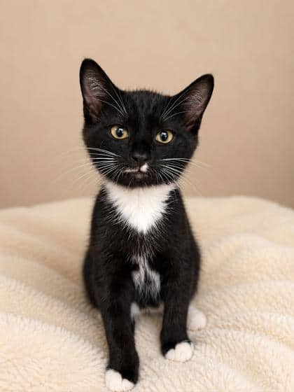 Mitts - Domestic Shorthair Mix cat available for adoption at Nova Scotia SPCA in Halifax